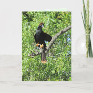 Male Anhinga (aka Snake Bird) Folded Greeting Card