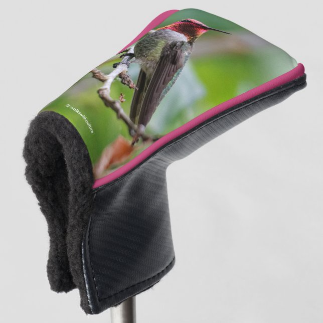 Male Anna's Hummingbird on the Plum Tree Golf Head Cover (3/4 Front)