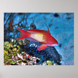 Male Anthia Poster