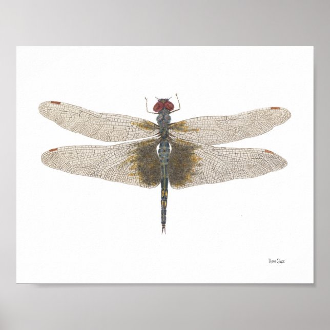 Male Black Saddlebags Dragonfly Watercolor Poster (Front)