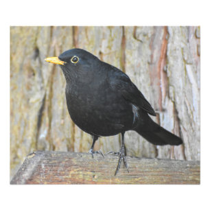 Male Blackbird Photo Print