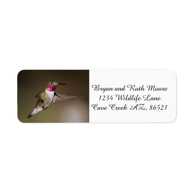 Male Broad - tailed hummingbird (Front)