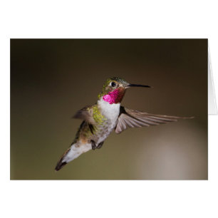 Male Broad - tailed hummingbird