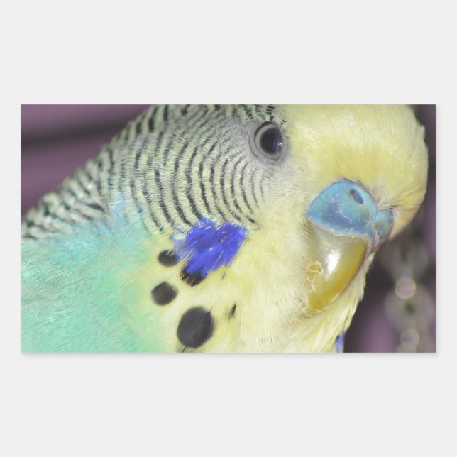 Male Budgie/ Parakeet Sticker (Front)