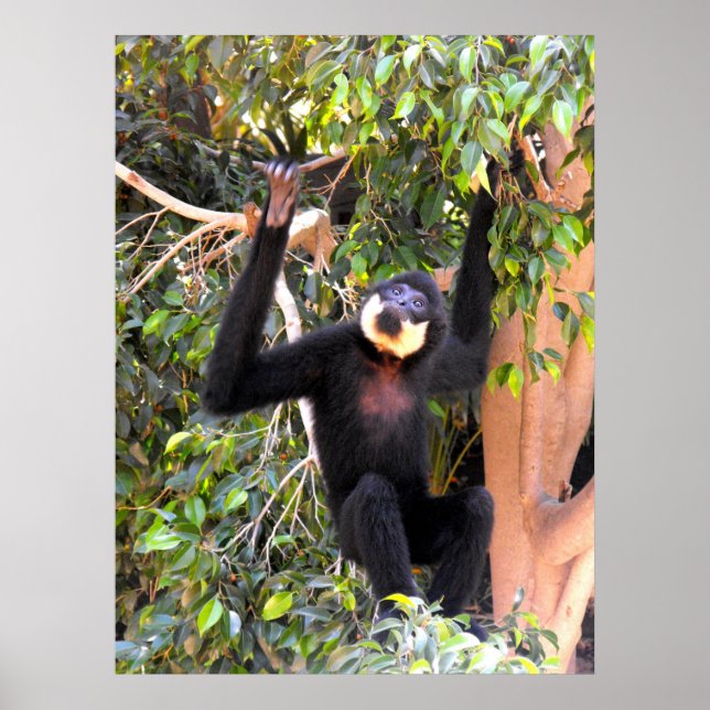 Male Buff cheeked gibbon Poster (Front)
