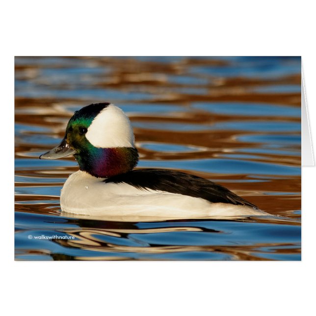 Male Bufflehead dans le soleil de l'après-midi (Devant horizontal)
