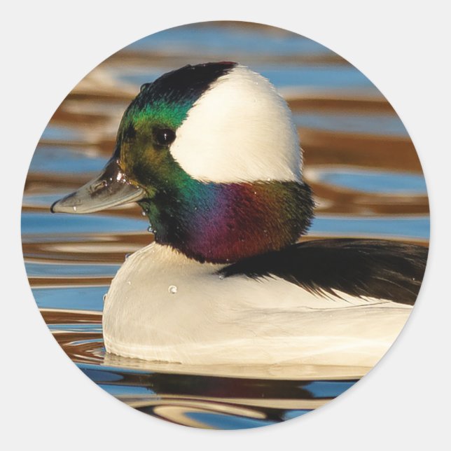 Male Bufflehead Duck in the Afternoon Sun Classic Round Sticker (Front)