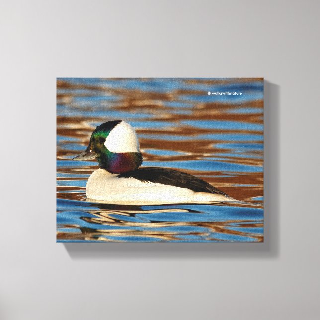 Male Bufflehead in the Afternoon Sun Canvas Print (Front)