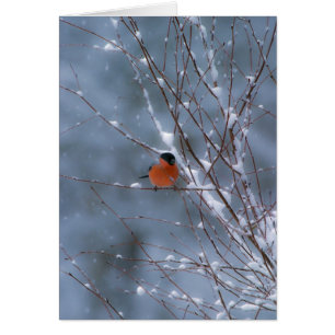 Male Bullfinch in the Snow Card