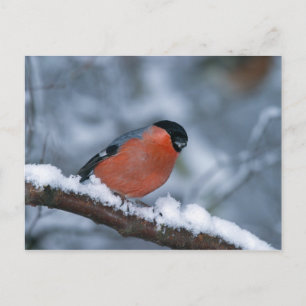 Male Bullfinch in the Snow Postcard