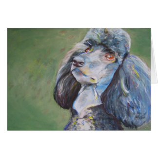 Mâle, caniche standard