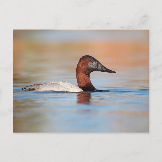 Male Canvasback duck Postcard (Front)
