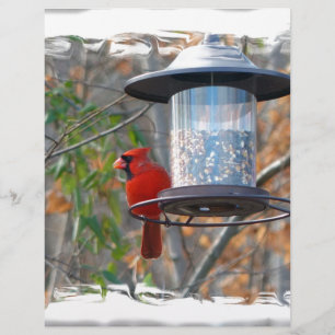Male Cardinal