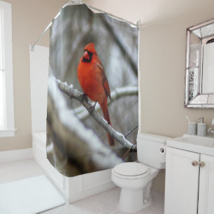 Male Cardinal