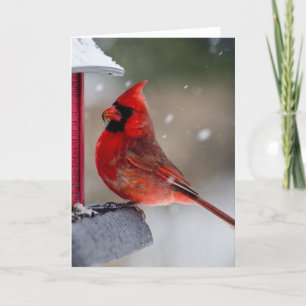 Male Cardinal at feeder Card