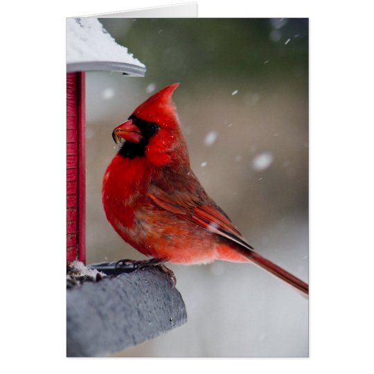 Male Cardinal at feeder Card
