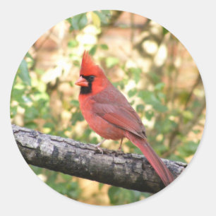 MALE CARDINAL CLASSIC ROUND STICKER