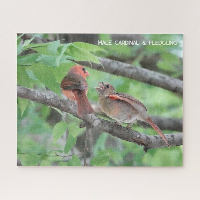 Male Cardinal & Fledgling, bird lover's Jigsaw Puzzle (Horizontal)