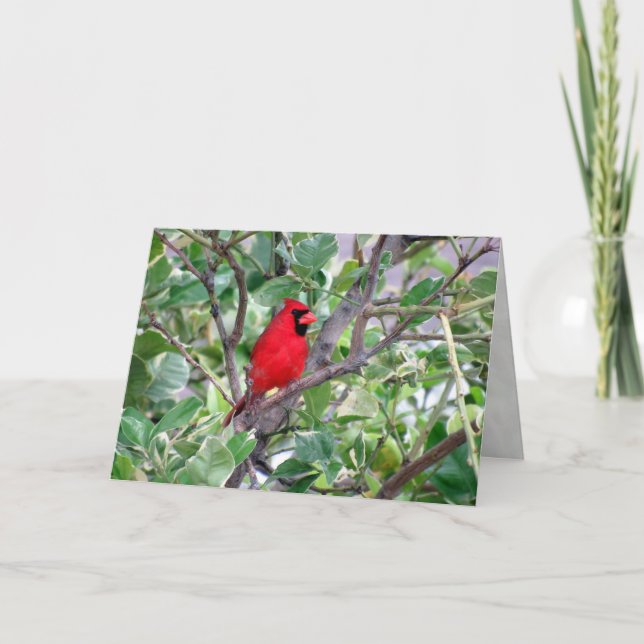 Male Cardinal in Lemon Tree  - Greeting Card (Front)