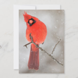 Male Cardinal in Snow Holiday Card