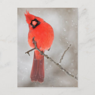 Male Cardinal in Snow Holiday Postcard