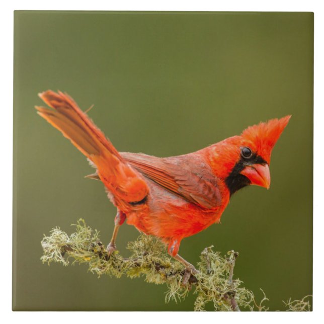Male Cardinal on Limb Tile (Front)