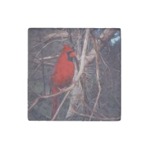Male Cardinal on marble