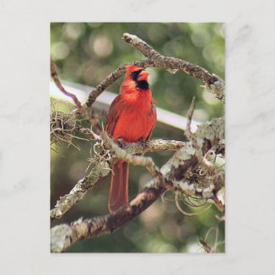 Male Cardinal Photo Postcard