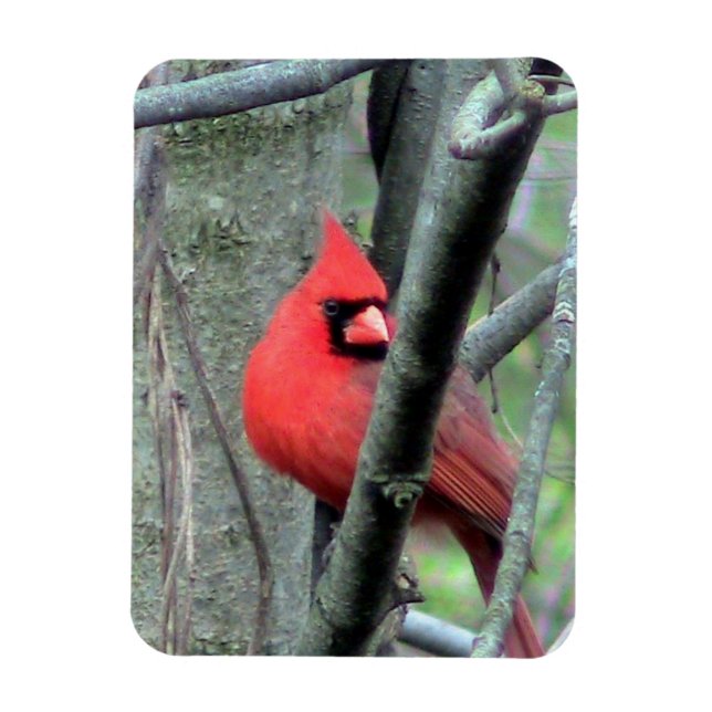 Male Cardinal ( Spring) Magnet (Vertical)
