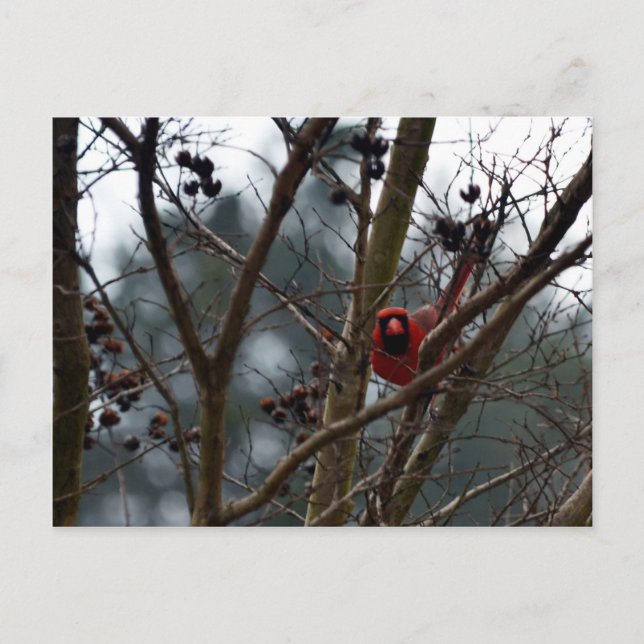 Male Cardinal still Playing Funny Postcard (Front)