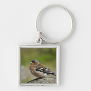 Male Chaffinch (WILD: Fringilla coelebs) Keychain