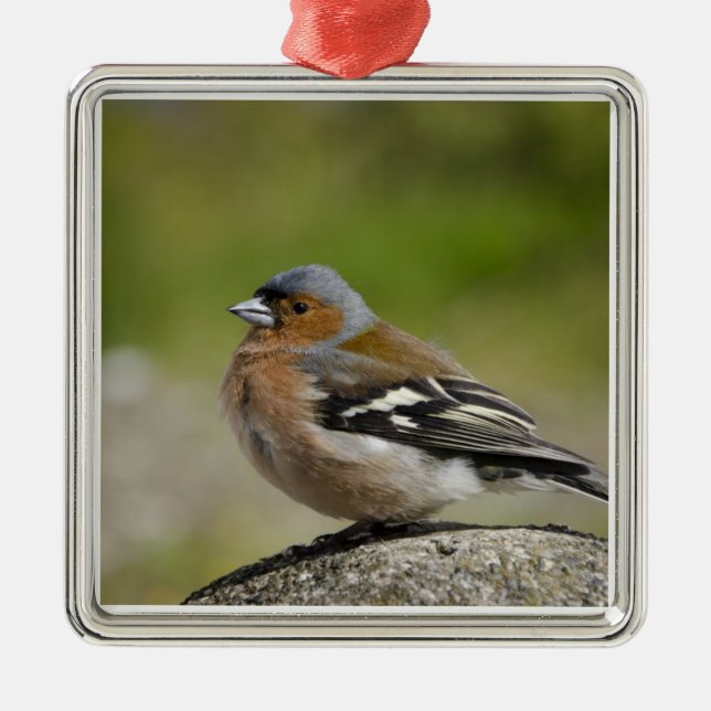 Male Chaffinch (WILD: Fringilla coelebs) Metal Ornament (Front)