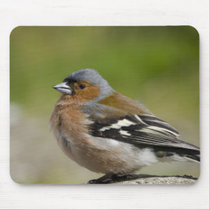 Male Chaffinch (WILD: Fringilla coelebs) Mouse Pad