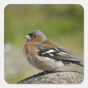 Male Chaffinch (WILD: Fringilla coelebs) Square Sticker