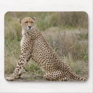 male Cheetah, Acinonyx jubatus, Serengeti, Mouse Pad