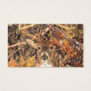 Mâle dans des cerfs communs de queue blanche de