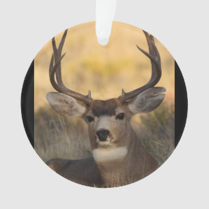 mâle de cerfs communs