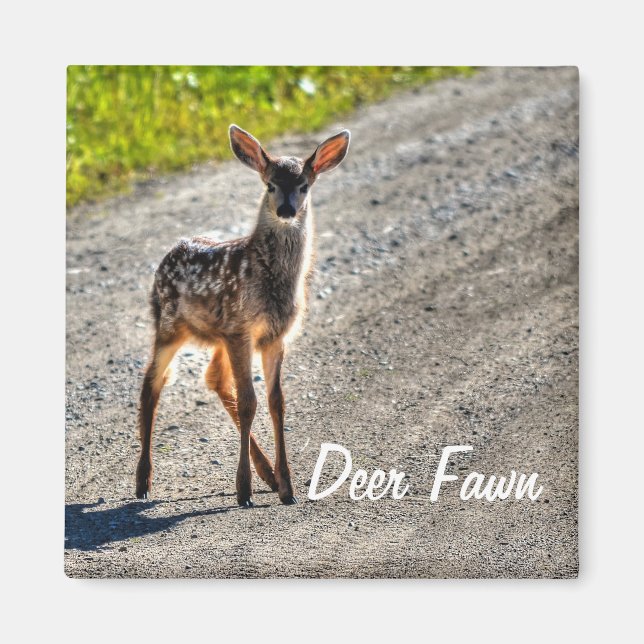 Male Deer Fawn Wildlife Animal Design Magnet (Front)