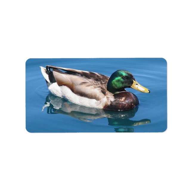 Male Duck Address Label (Front)