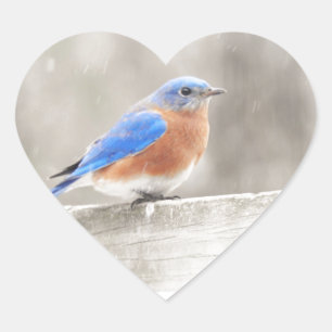 Male Eastern Bluebird Heart Sticker