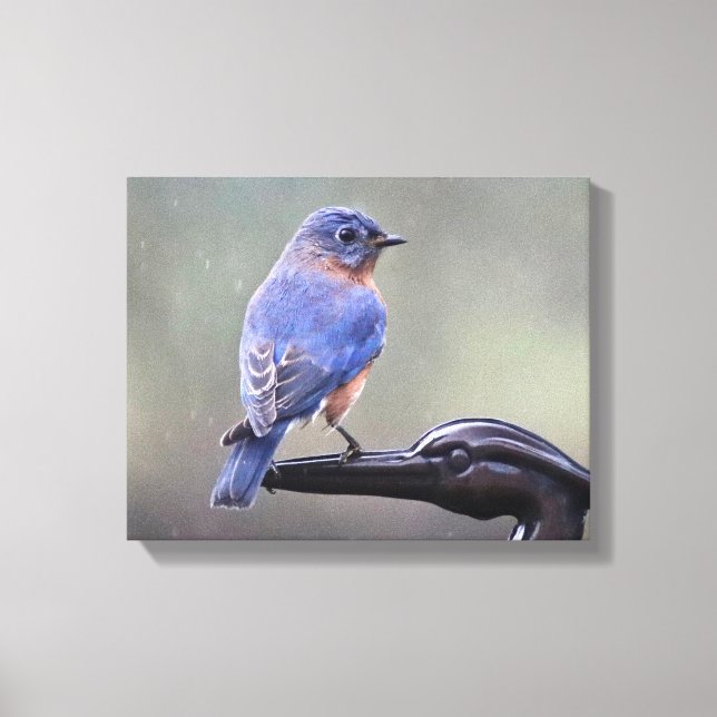 Male Eastern Bluebird in the Rain Canvas Print (Front)