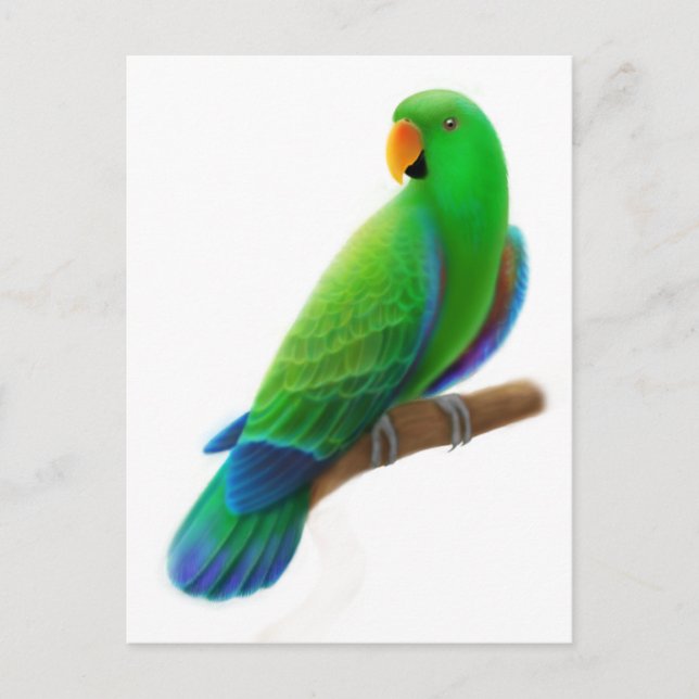 Male Eclectus Postcard (Front)