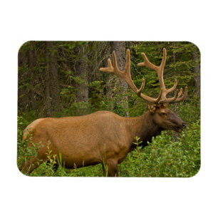 Male Elk   Banff National Park, Alberta, Canada Magnet