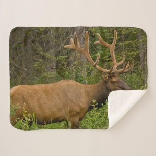 Male Elk   Banff National Park, Alberta, Canada Sherpa Blanket