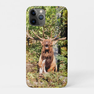 Male Elk in Rocky Mountain National Park iPhone 11 Pro Case