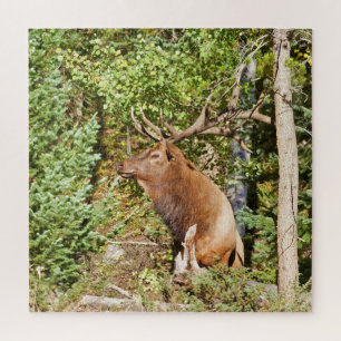 Male Elk in Rocky Mountain National Park Jigsaw Puzzle