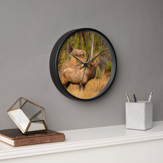 Male elk | Rocky Mountain National Park, Colorado Clock (Office)