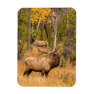 Male elk   Rocky Mountain National Park, Colorado Magnet