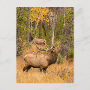 Male elk   Rocky Mountain National Park, Colorado Postcard