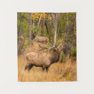 Male elk   Rocky Mountain National Park, Colorado Tapestry